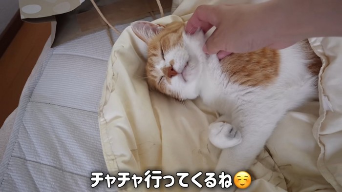 顔をなでられる猫