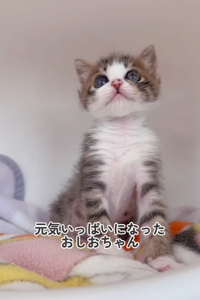 座って上を見る子猫