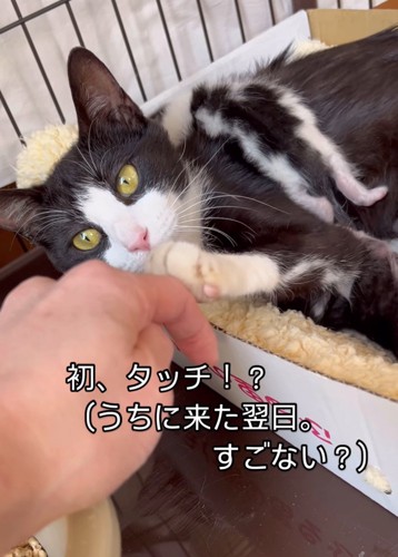 人の手を触る猫