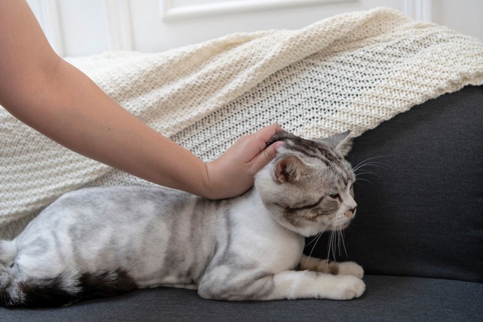 首をつままれて大人しくなっている猫