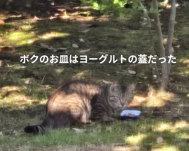 振り向く外にいる猫