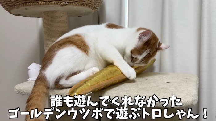 ウツボのおもちゃで遊ぶ白茶猫