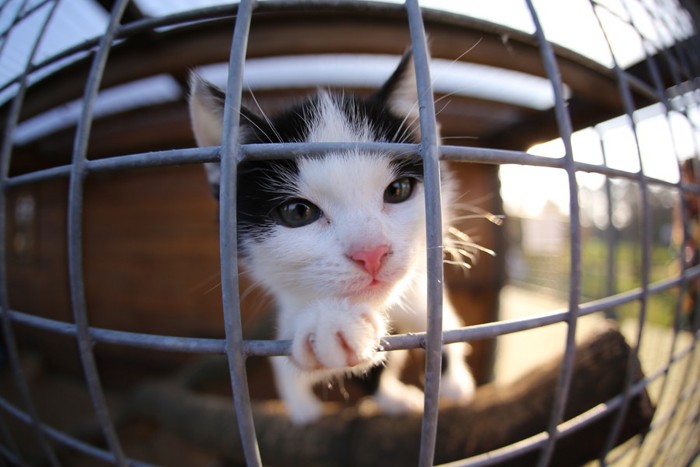 ケージの中の:猫