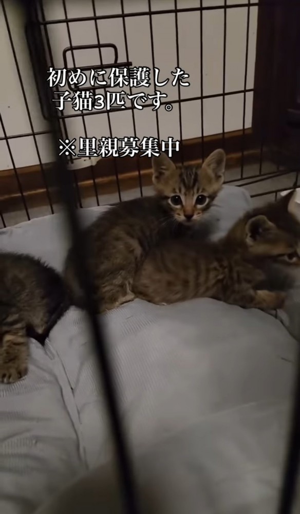 ケージの中の3匹の子猫