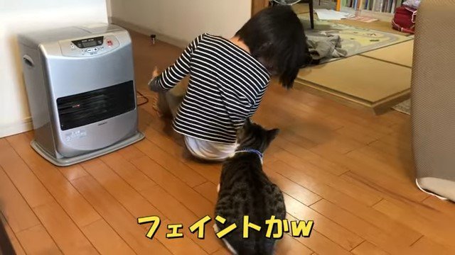 女の子のシャツをかじる猫