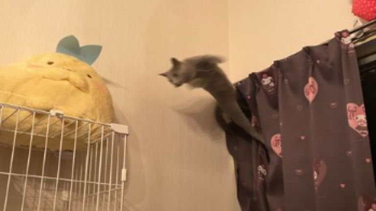 ジャンプしている猫
