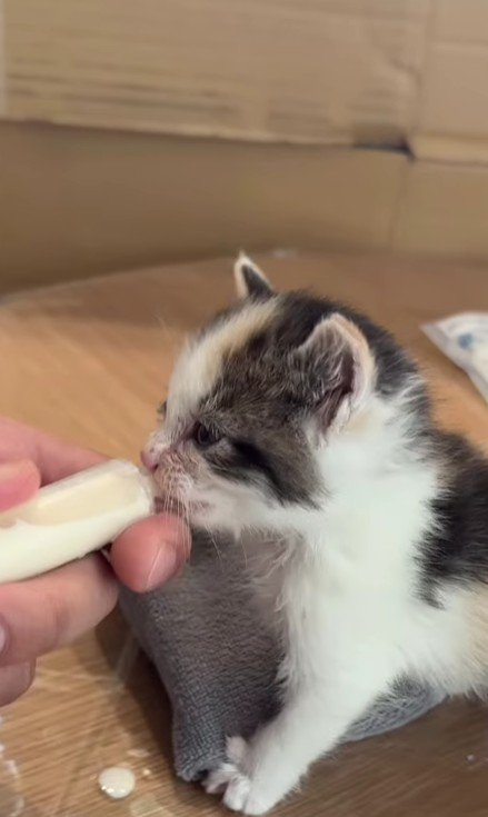 ミルクを飲む子猫