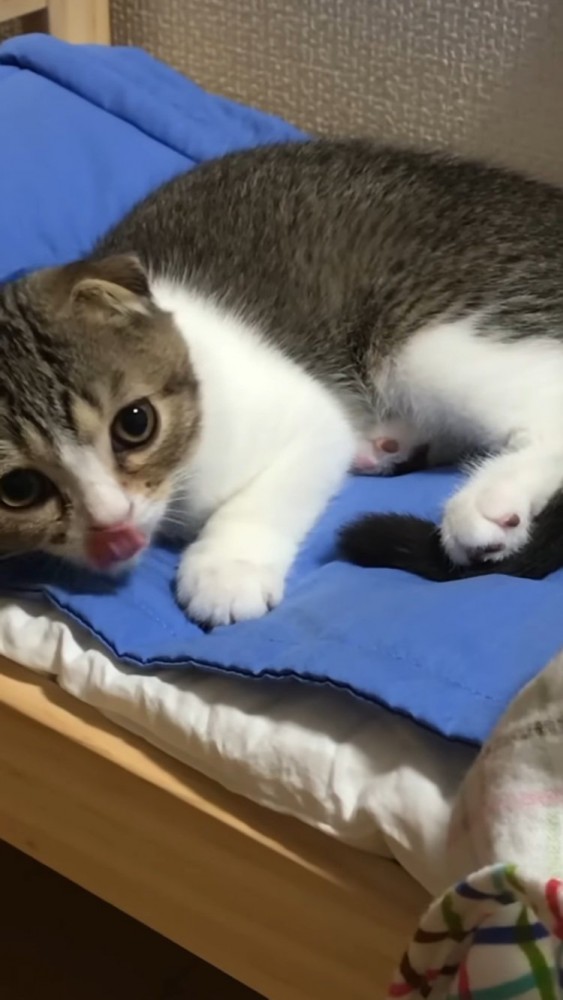 猫用ベッドでくつろぐ子猫