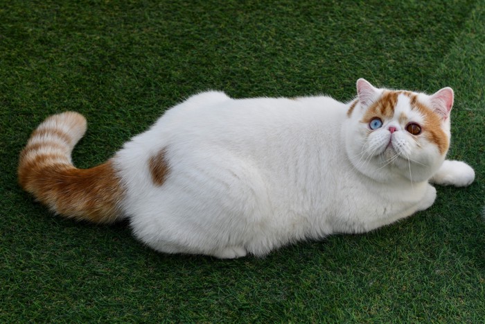 伏せたまま上を見上げるオッドアイのエキゾチックショートヘア