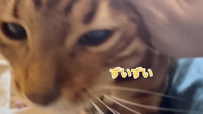 猫の顔