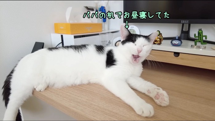 机の上で横になる黒ブチ猫