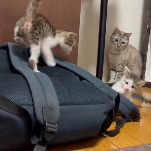 成猫と子猫