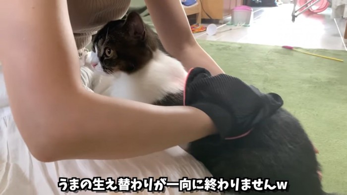 背中をなでられる猫