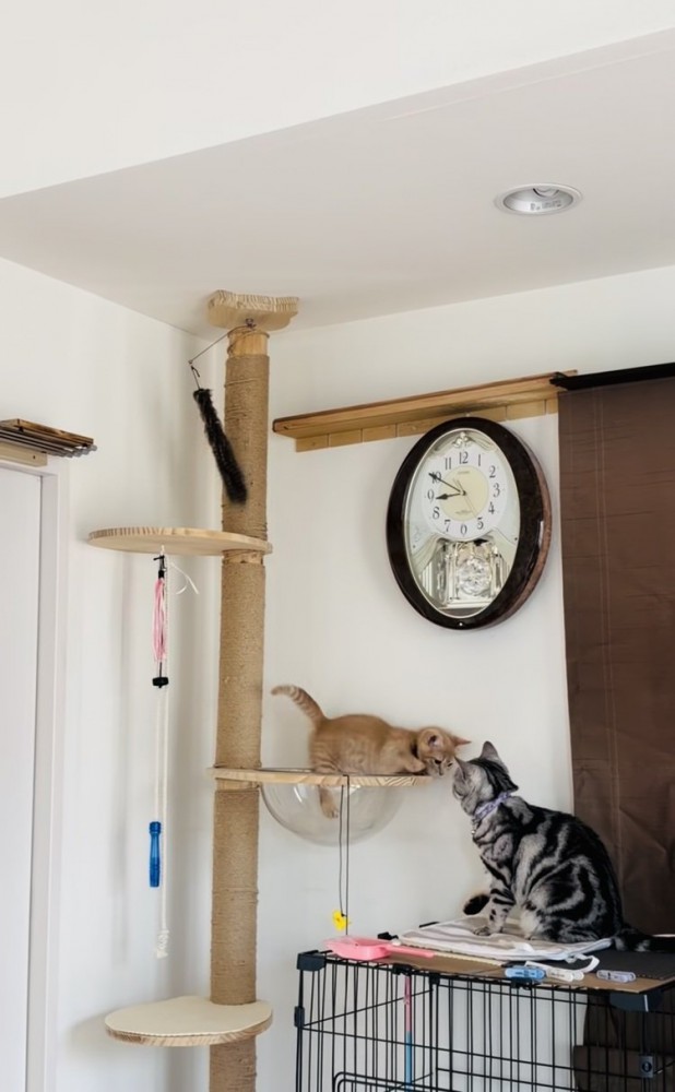 キャットタワーで見つめ合うアメリカンショートヘアと子猫