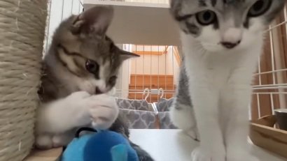 ケージの中にいる2匹の猫