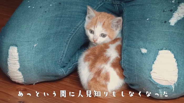 人の脚の間にいる子猫