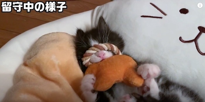 顔におもちゃがかぶさった子猫