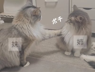 左の猫が右の猫に触る