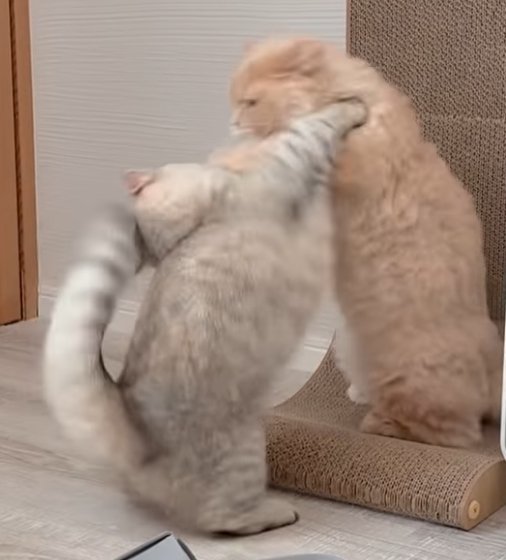 2本足で立ちお互い猫パンチを打ち出す