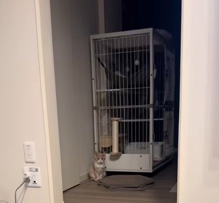 部屋の隅に佇む猫