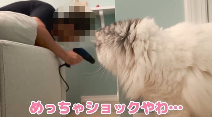 見つめる猫