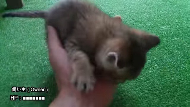 さらに何度も飼い主さんの手を噛む小鉄くん