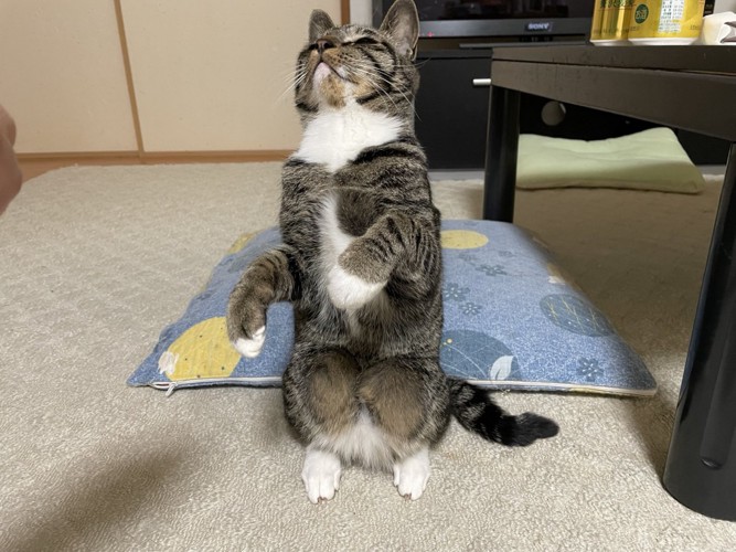 直立不動チコちゃん