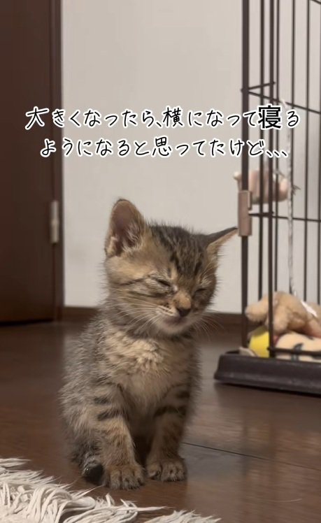 座ったまま眠るキジトラ子猫
