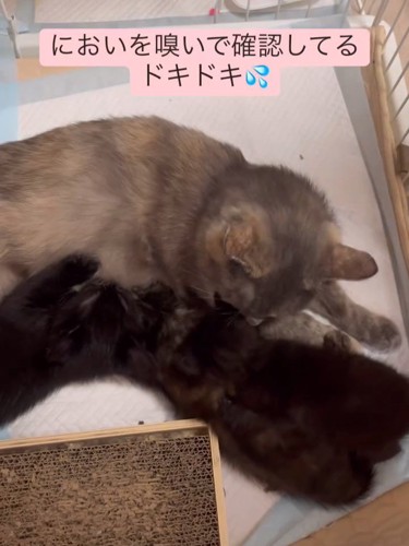 子猫のにおいを嗅ぐ母猫