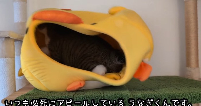 ハウスの中の猫