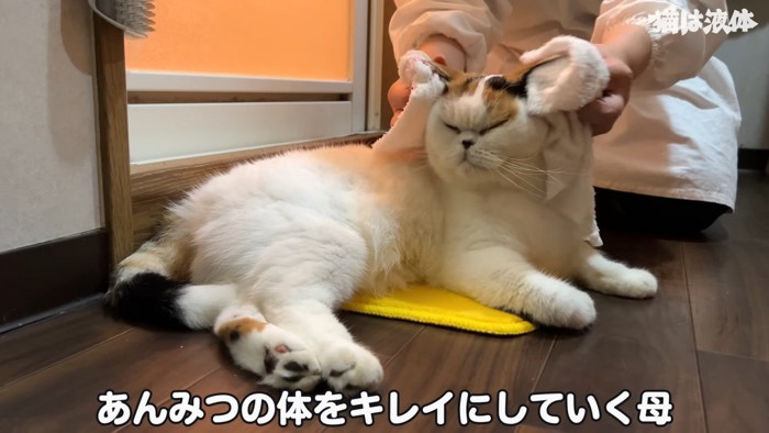 体を拭かれる猫