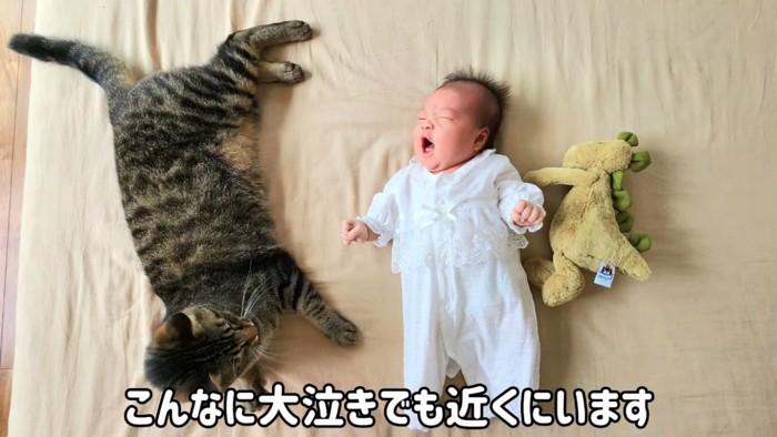 泣く赤ちゃんに寄り添うキジトラ猫