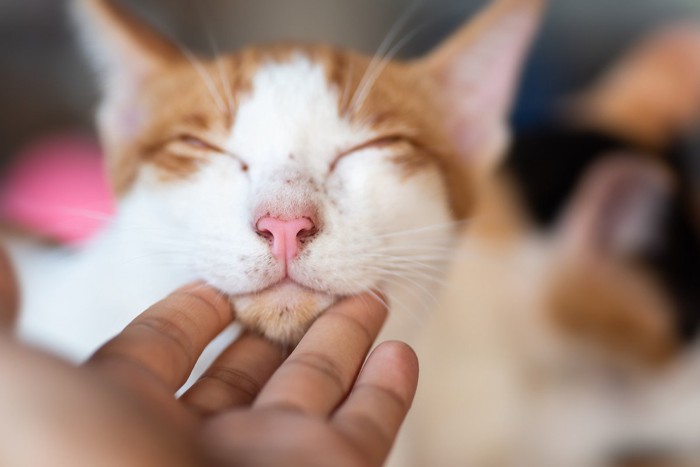 あごを撫でられている猫