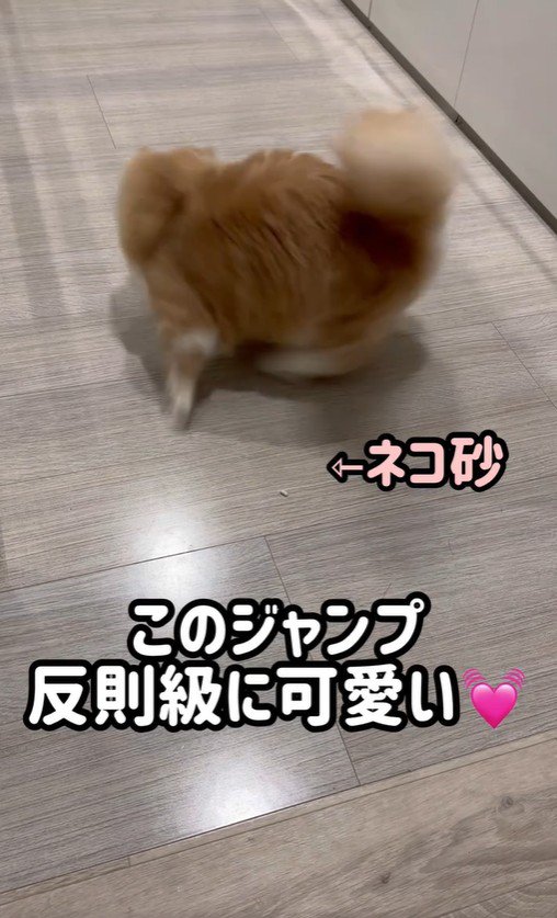 地面を回っている猫