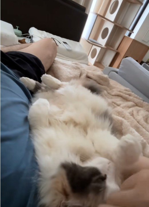 寝転んでいる人と猫