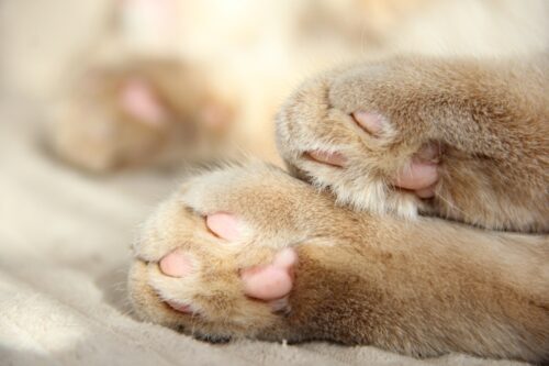 猫の足裏