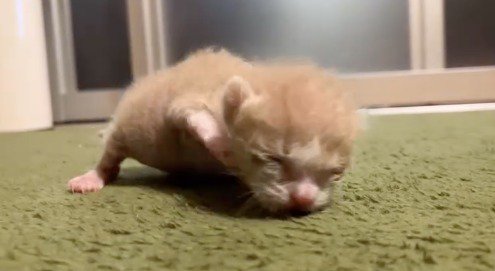 カーペットの上を這う子猫
