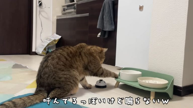 ベルを鳴らす猫