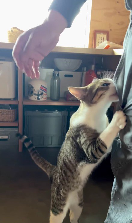 飼い主の脚にしがみつく猫