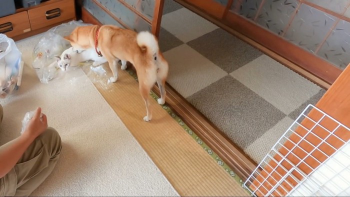 猫を咥えようとする犬