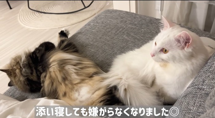 寄り添う猫