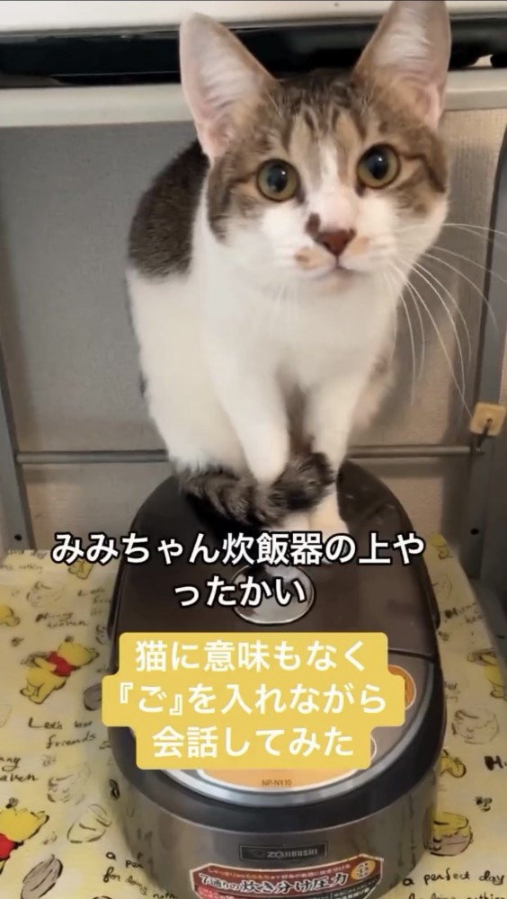 炊飯器に乗る猫