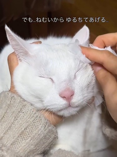 目を閉じる猫