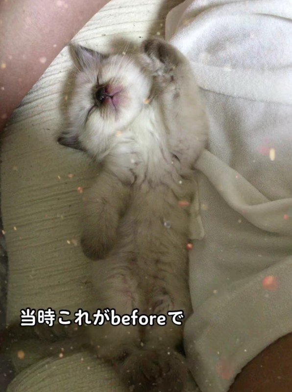 寝ている子猫