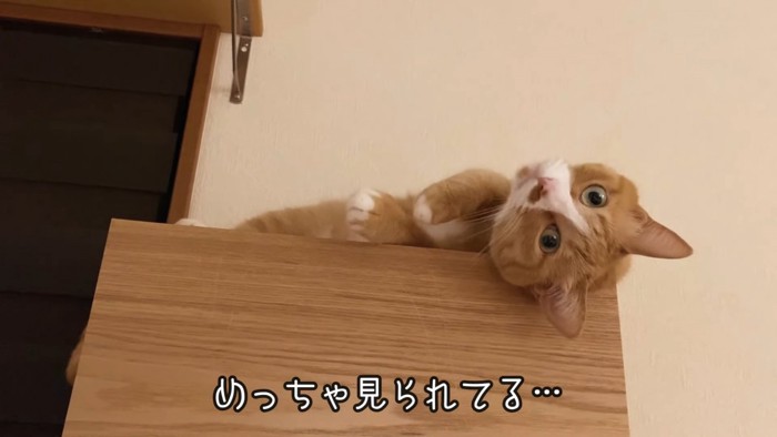 寝転がりながら上から見ている猫