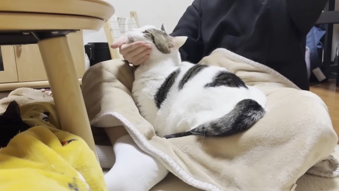 下あごを撫でてもらう猫ちゃん