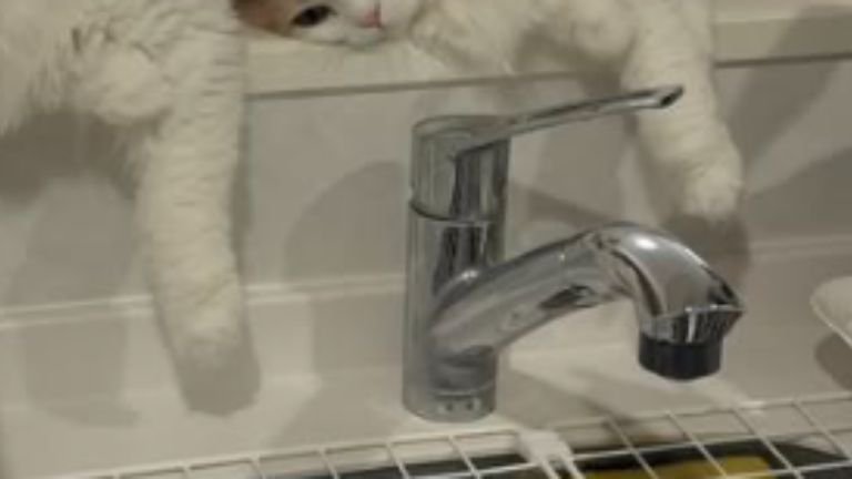 シンクにいた猫