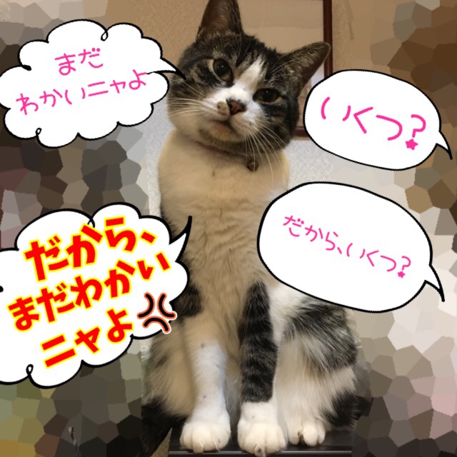 歳を聞かれる猫