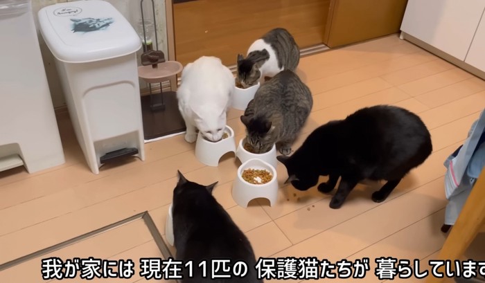 ごはんを食べる猫5匹