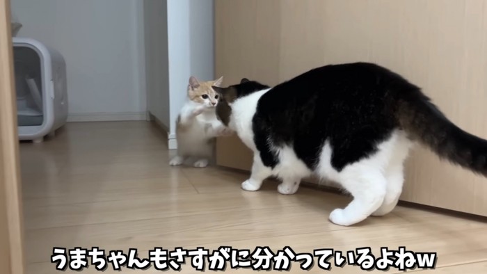 立ち上がる子猫